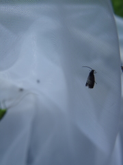 Grapholita compositella