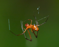 Argyrodes miniaceus