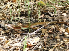 Gerrhosaurus nigrolineatus
