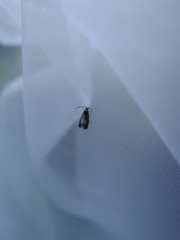 Grapholita compositella