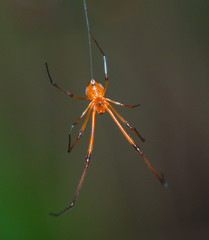 Argyrodes miniaceus
