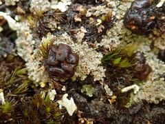 Trapeliopsis colensoi