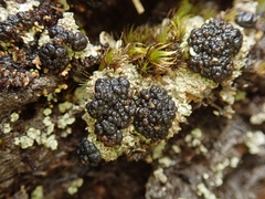 Trapeliopsis colensoi