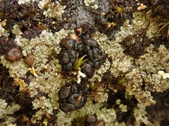 Trapeliopsis colensoi