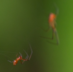 Argyrodes miniaceus
