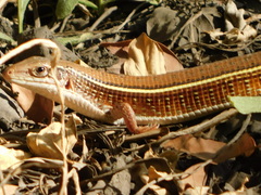 Gerrhosaurus nigrolineatus