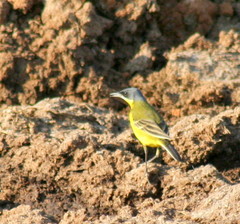 Motacilla flava thunbergi