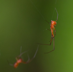 Argyrodes miniaceus