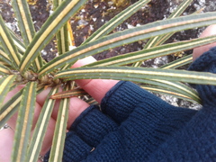 Pseudopanax linearis