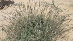 Reseda aucheri