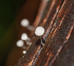 Mycena piringa
