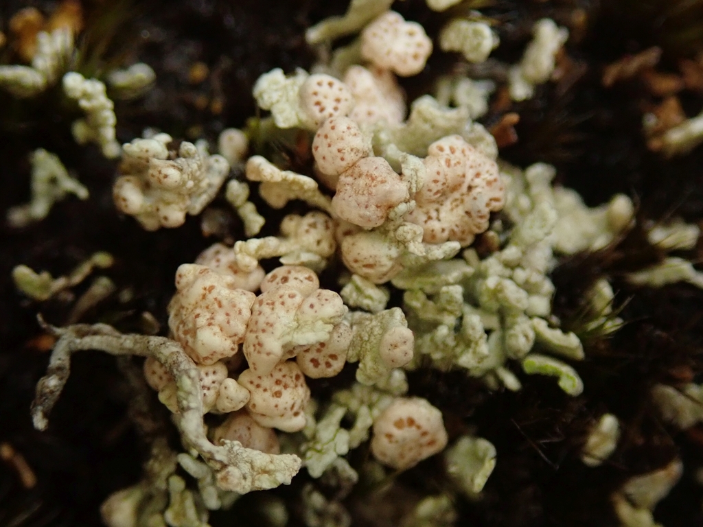 Water Lichens