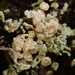 Water Lichens - Photo (c) Melissa Hutchison, some rights reserved (CC BY-NC-ND), uploaded by Melissa Hutchison