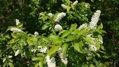 Prunus padus