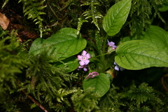 Omphalodes verna