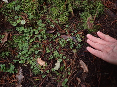 Hydrocotyle dissecta