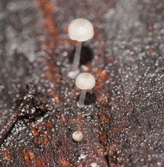 Mycena piringa