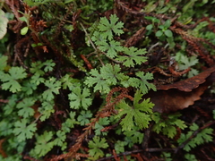 Hydrocotyle dissecta