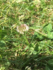 Trifolium repens