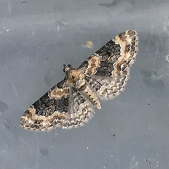 Eupithecia linariata