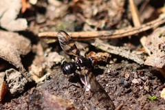 Otites rivularis