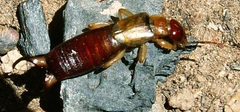 Forficula lurida