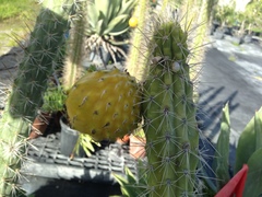 Harrisia caymanensis