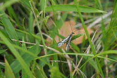 Panorpa multifasciaria