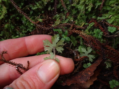 Hydrocotyle dissecta