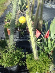 Harrisia caymanensis