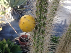 Harrisia caymanensis