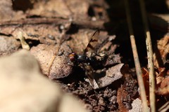 Otites rivularis