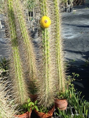 Harrisia caymanensis