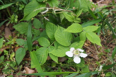 Rubus hirsutus