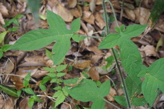 Solanum lyratum