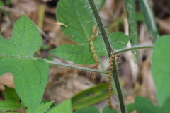 Solanum lyratum