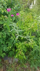 Lathyrus latifolius