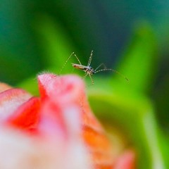 Gampsocoris punctipes
