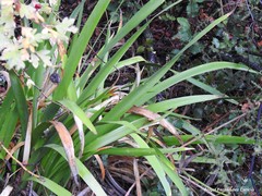 Iris foetidissima