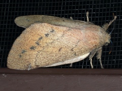 Entometa apicalis