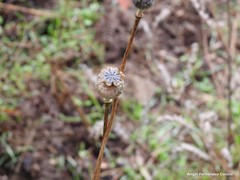 Papaver somniferum