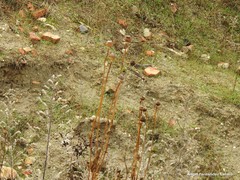 Papaver somniferum