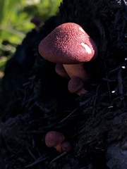 Gymnopilus luteofolius