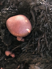 Gymnopilus luteofolius