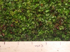 Hymenophyllum minimum