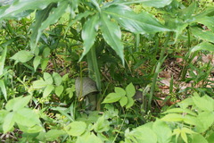 Arisaema thunbergii urashima