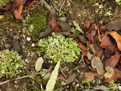 Cladonia foliacea