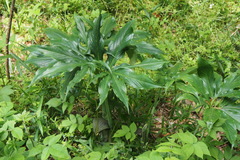 Arisaema thunbergii urashima