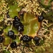 Austropeltum glareosum - Photo (c) Melissa Hutchison, algunos derechos reservados (CC BY-NC-ND), subido por Melissa Hutchison