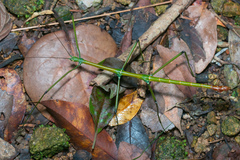 Phraortes stomphax
